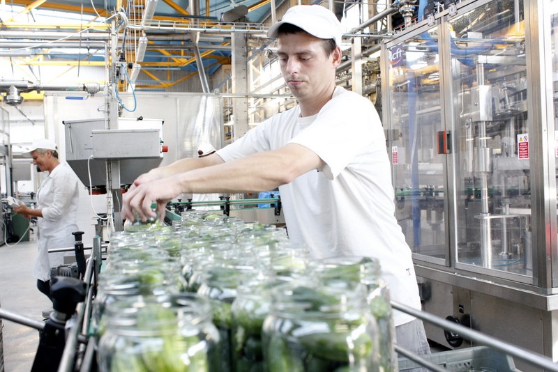 Produkcja ogórków marki Dworski