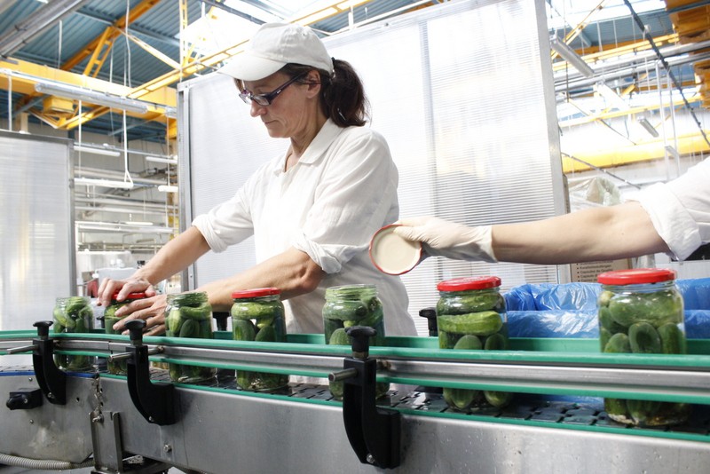 Produkcja ogórków marki Dworski