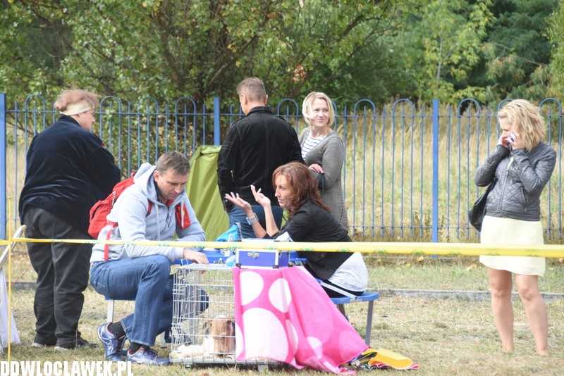 Kujawska wystawa psów rasowych