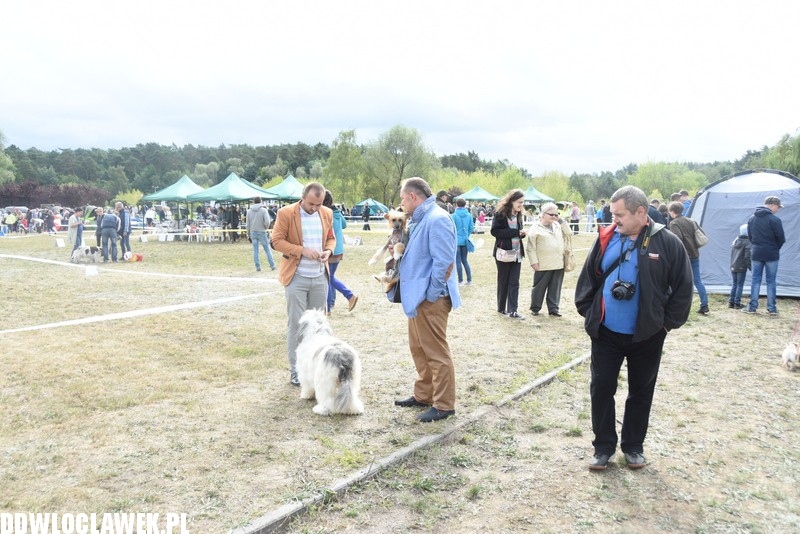 Kujawska wystawa psów rasowych