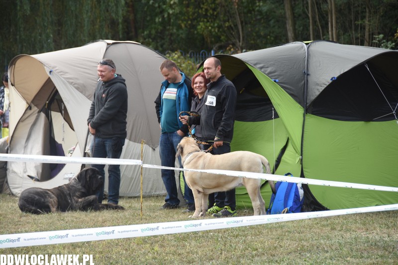 Kujawska wystawa psów rasowych