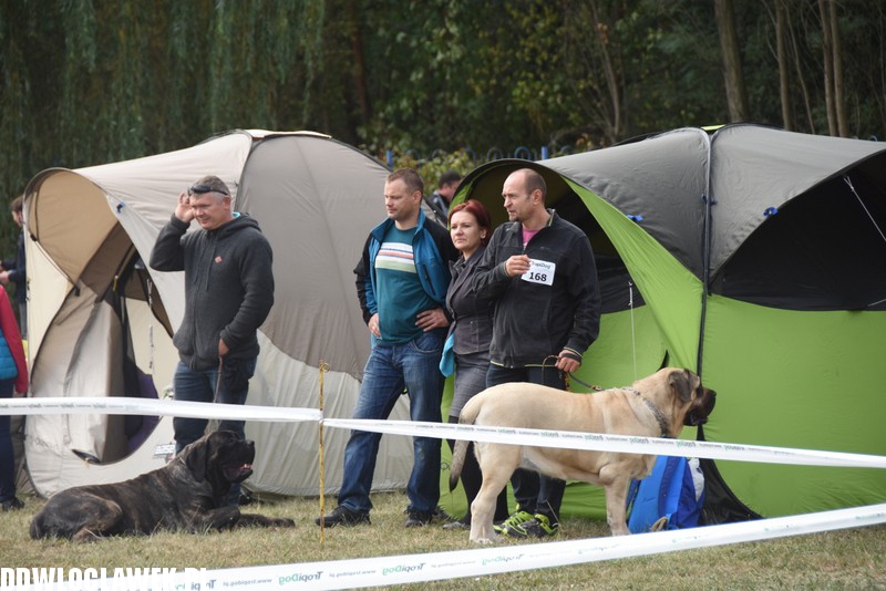Kujawska wystawa psów rasowych