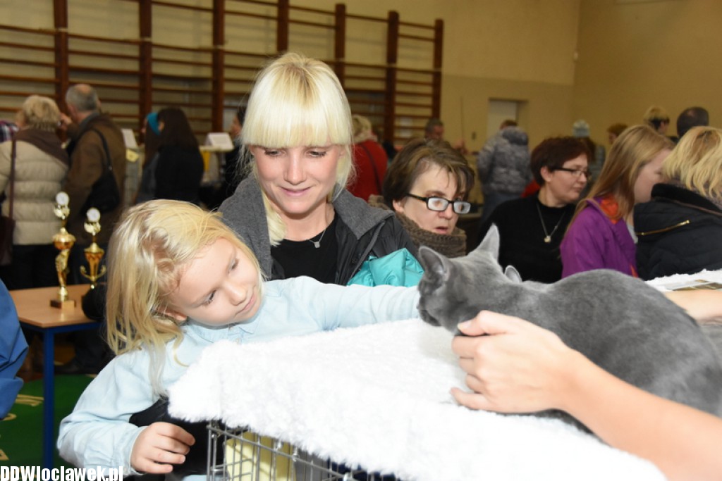 Wystawa kotów rasowych