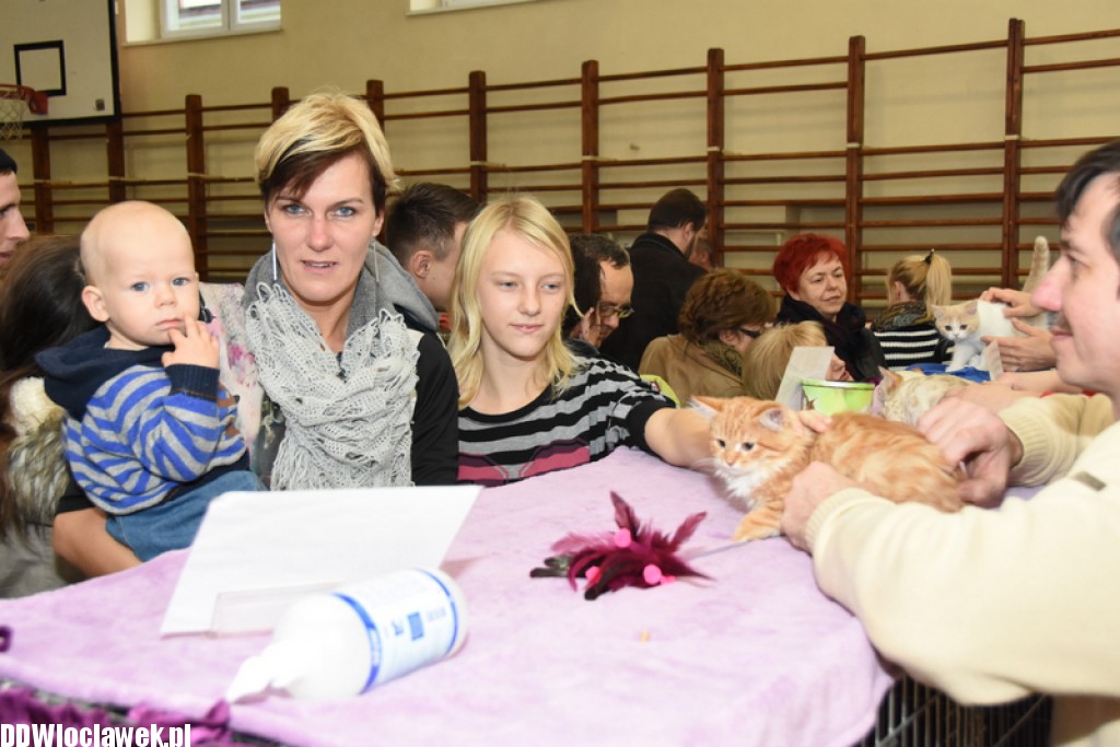 Wystawa kotów rasowych