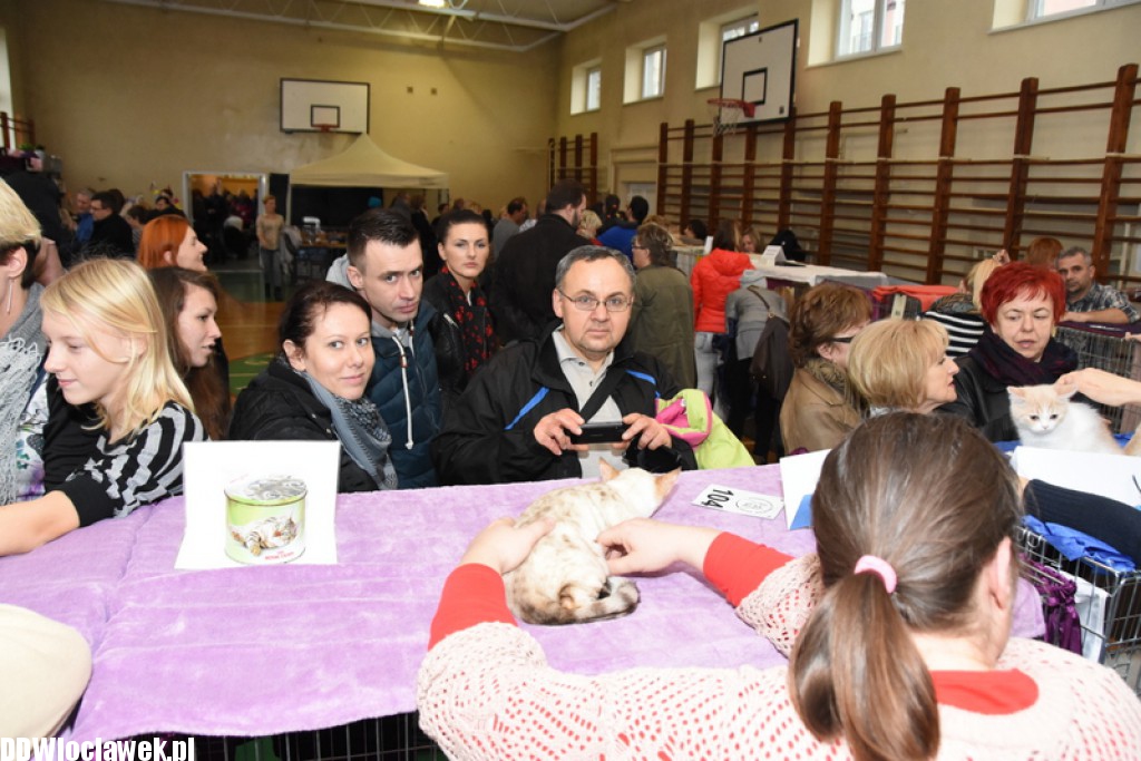Wystawa kotów rasowych