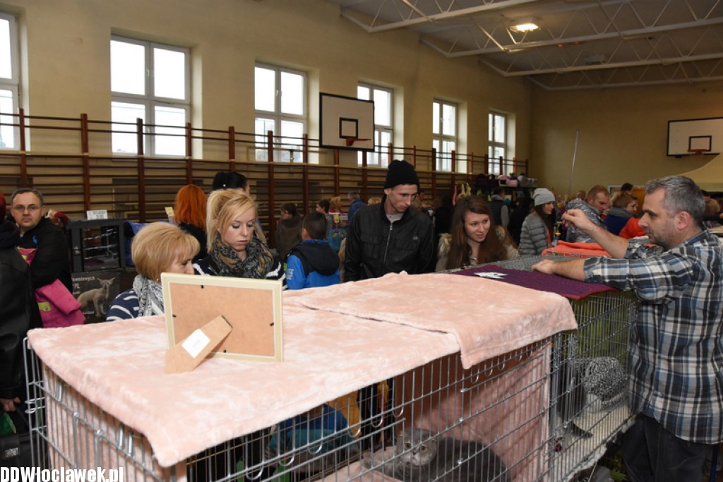 Wystawa kotów rasowych