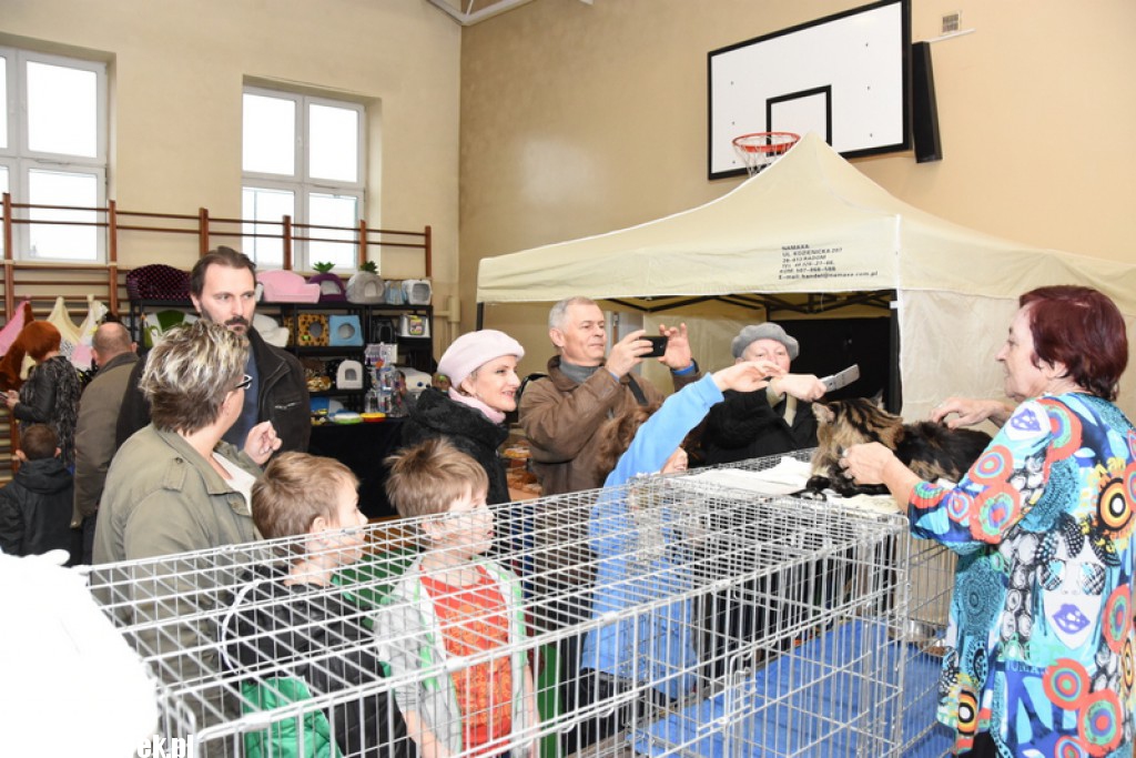 Wystawa kotów rasowych