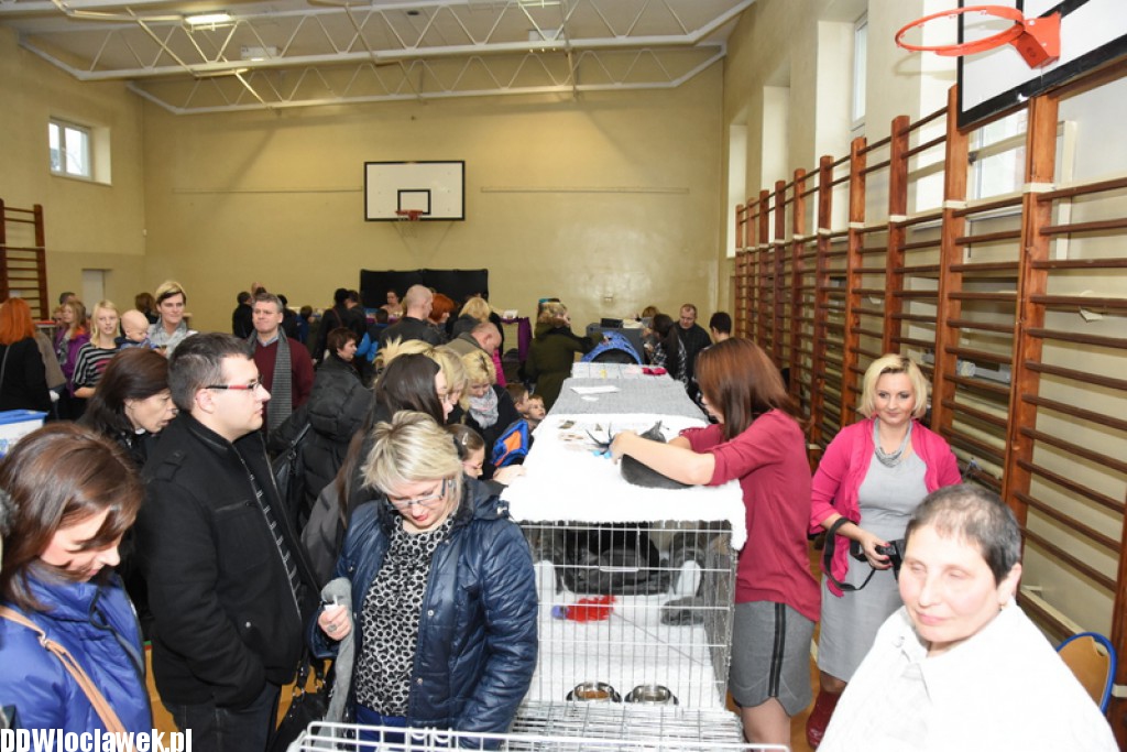 Wystawa kotów rasowych