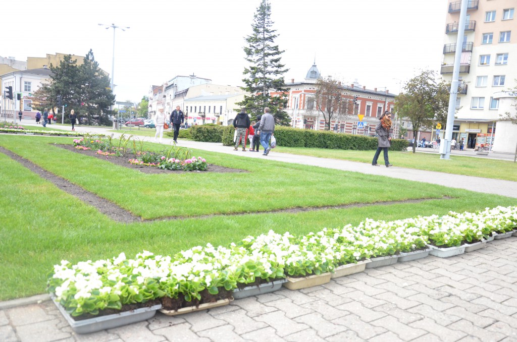 Nowe kwiaty na placu Wolności