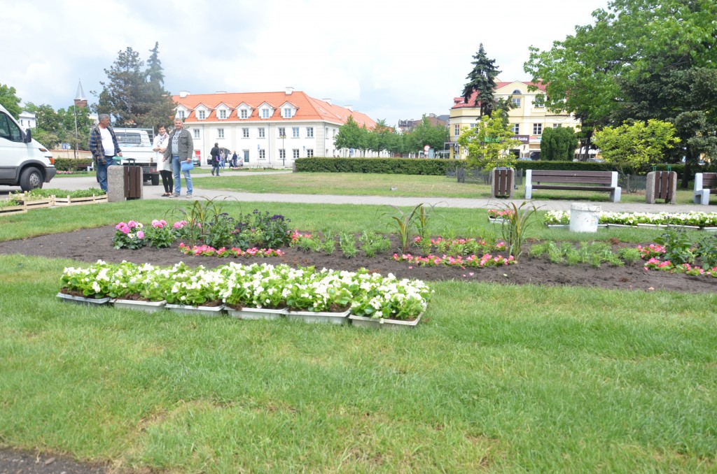 Nowe kwiaty na placu Wolności