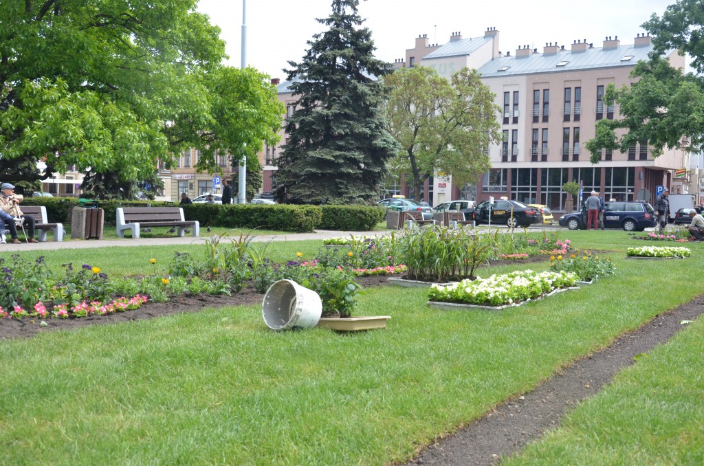 Nowe kwiaty na placu Wolności