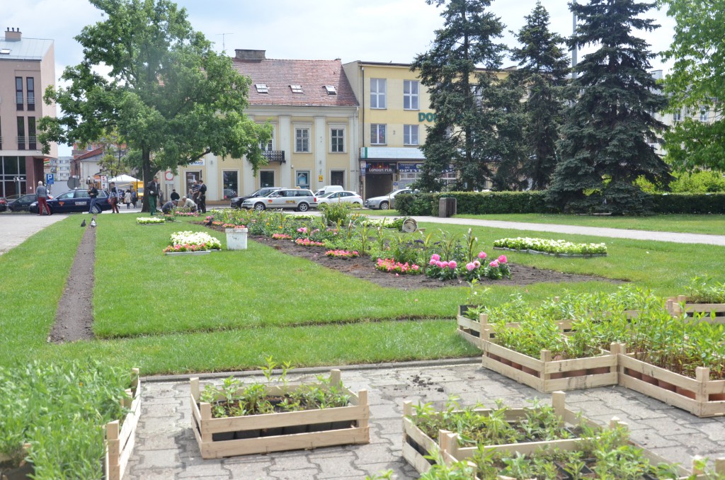 Nowe kwiaty na placu Wolności