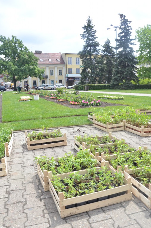 Nowe kwiaty na placu Wolności