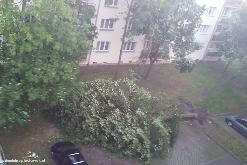Przewrócone drzewa po ulewie