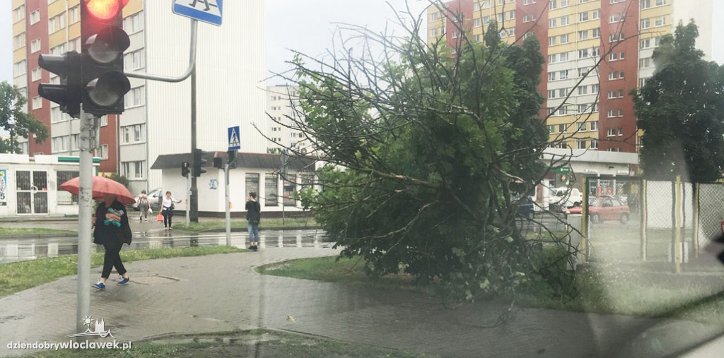 Przewrócone drzewa po ulewie