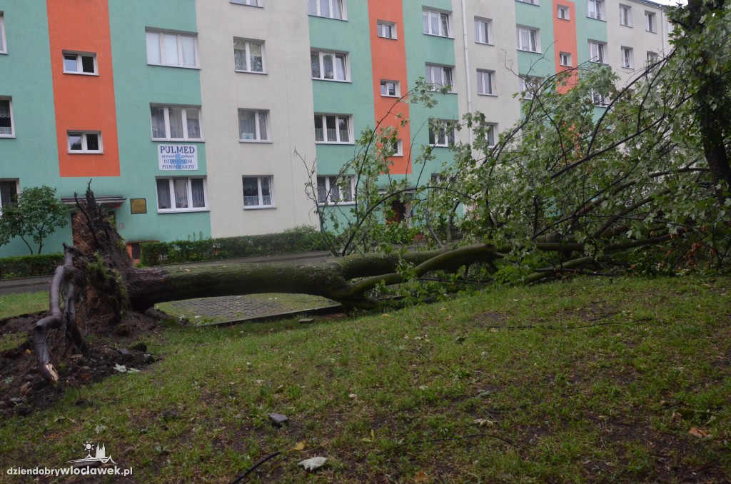 Przewrócone drzewa po ulewie