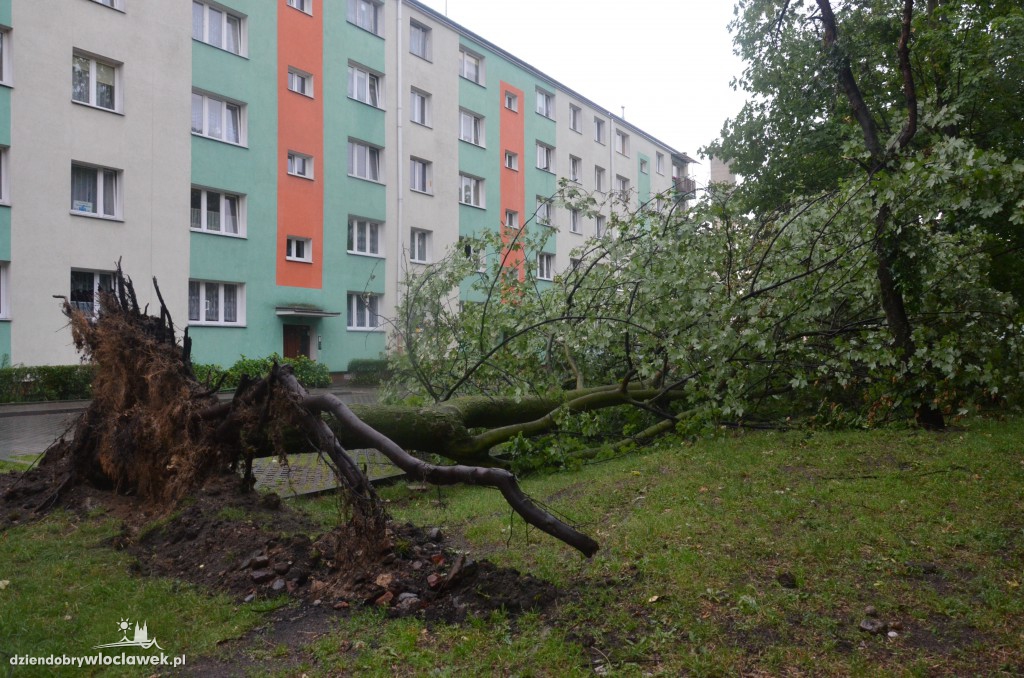 Przewrócone drzewa po ulewie