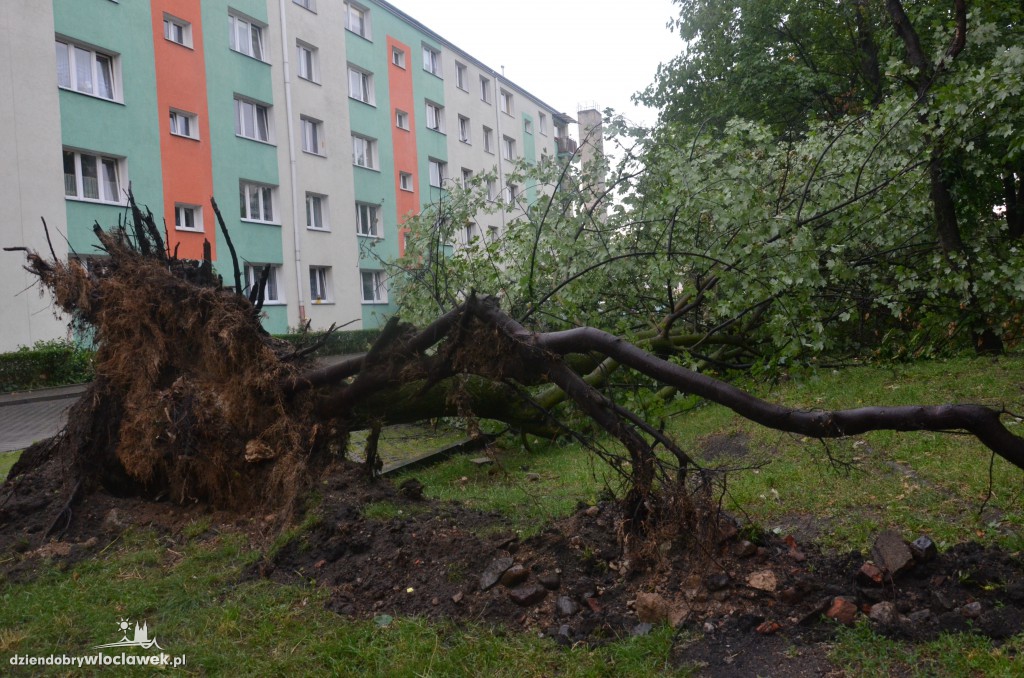 Przewrócone drzewa po ulewie