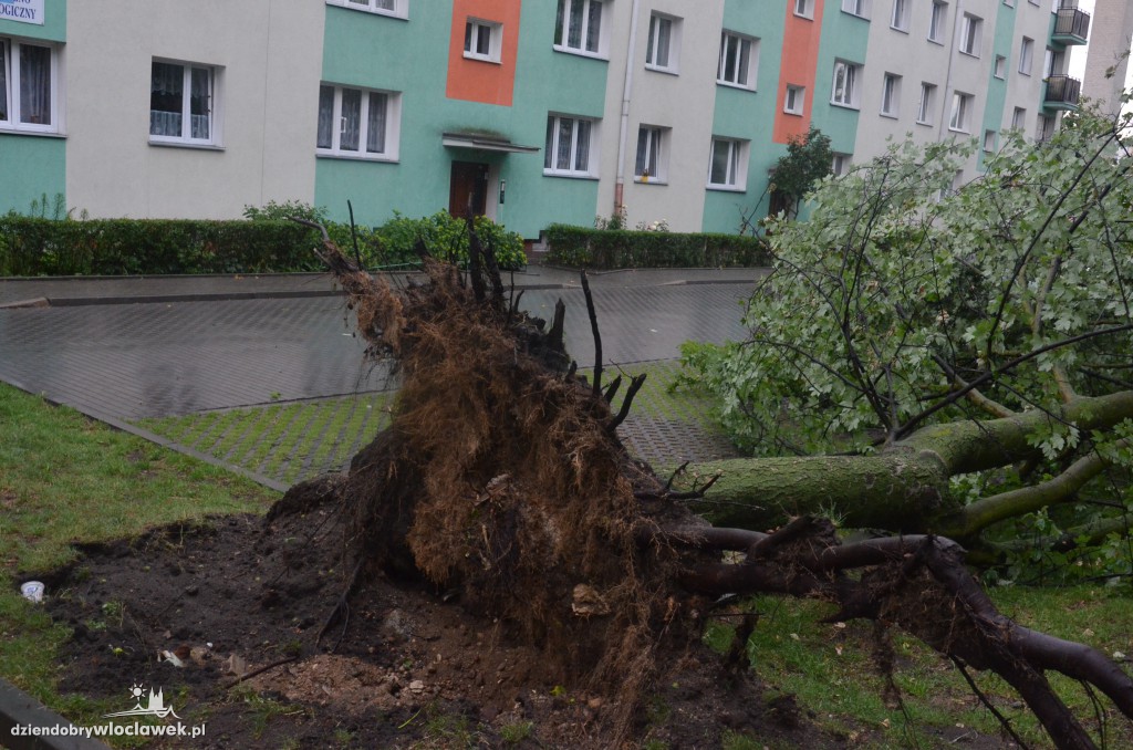 Przewrócone drzewa po ulewie