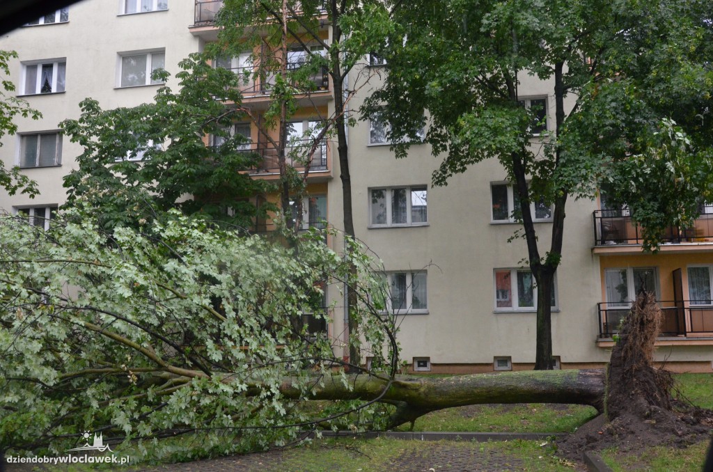 Przewrócone drzewa po ulewie