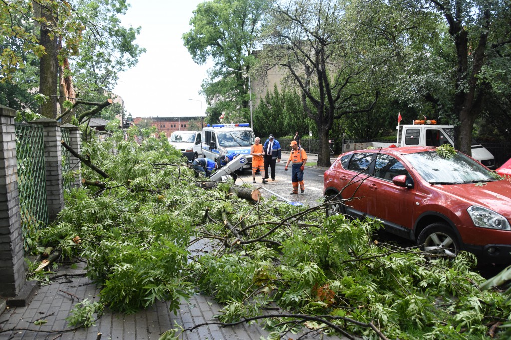 Powalone drzewa uszkodziły auta