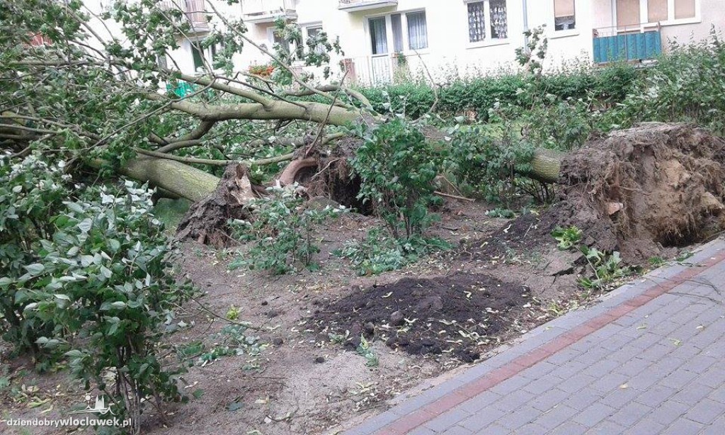 Przewrócone drzewa po ulewie