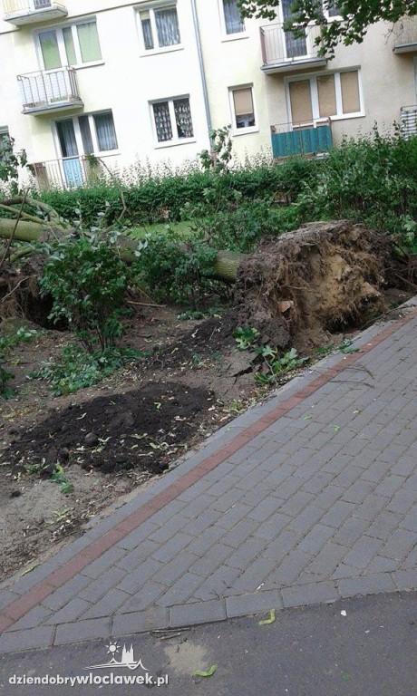 Przewrócone drzewa po ulewie