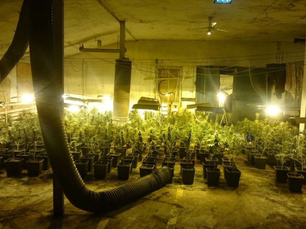 Plantacja marihuany we Włocławku