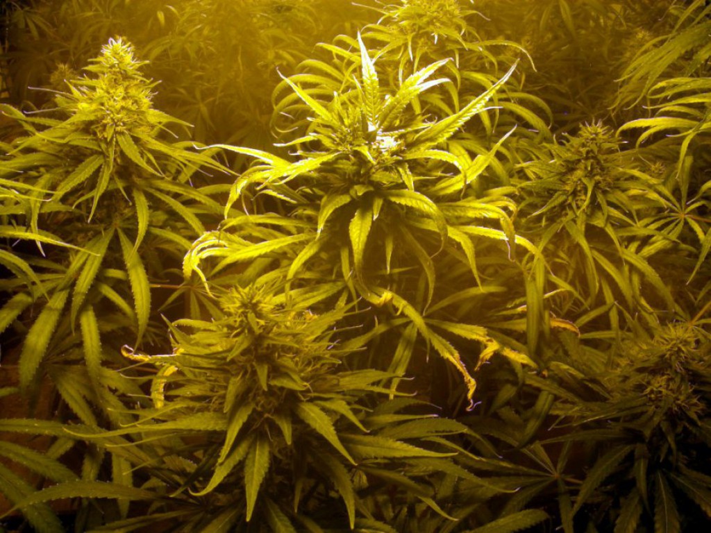 Plantacja marihuany we Włocławku