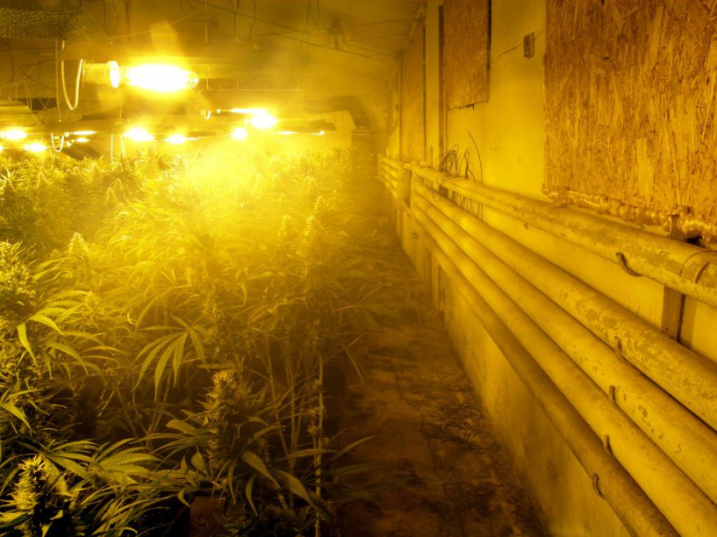 Plantacja marihuany we Włocławku