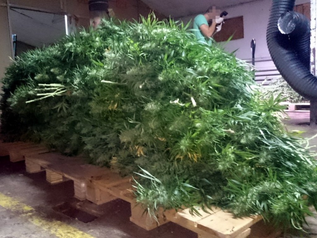 Plantacja marihuany we Włocławku