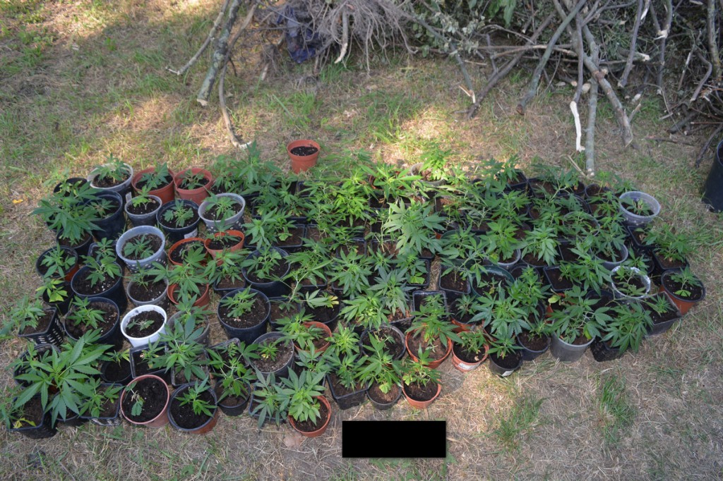 Plantacja marihuany pod Radziejowem
