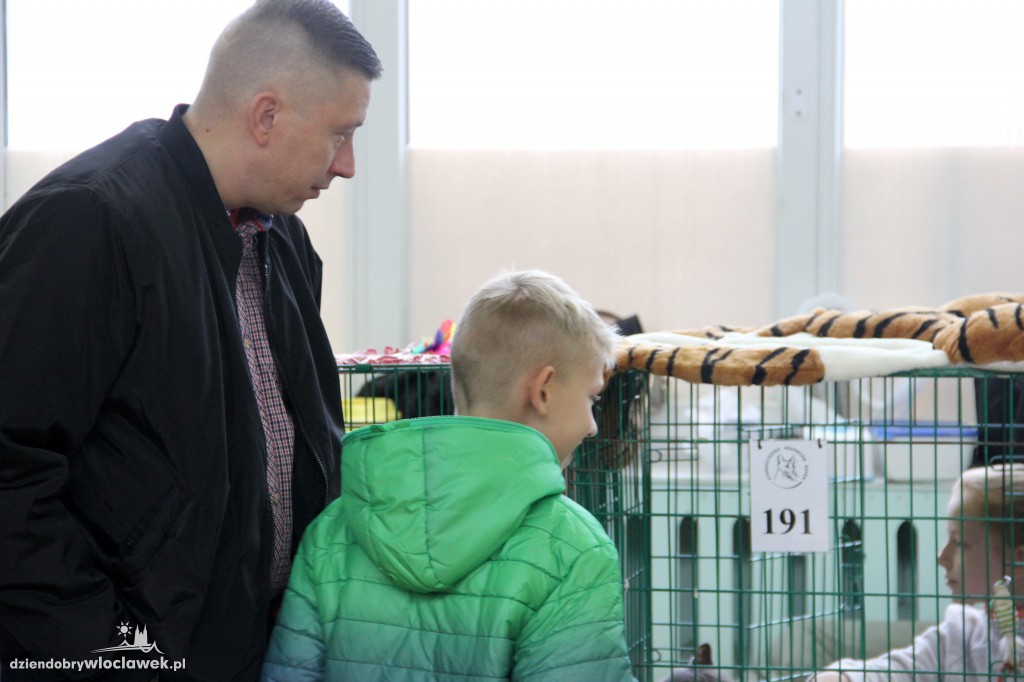 Pokaz Kotów Rasowych