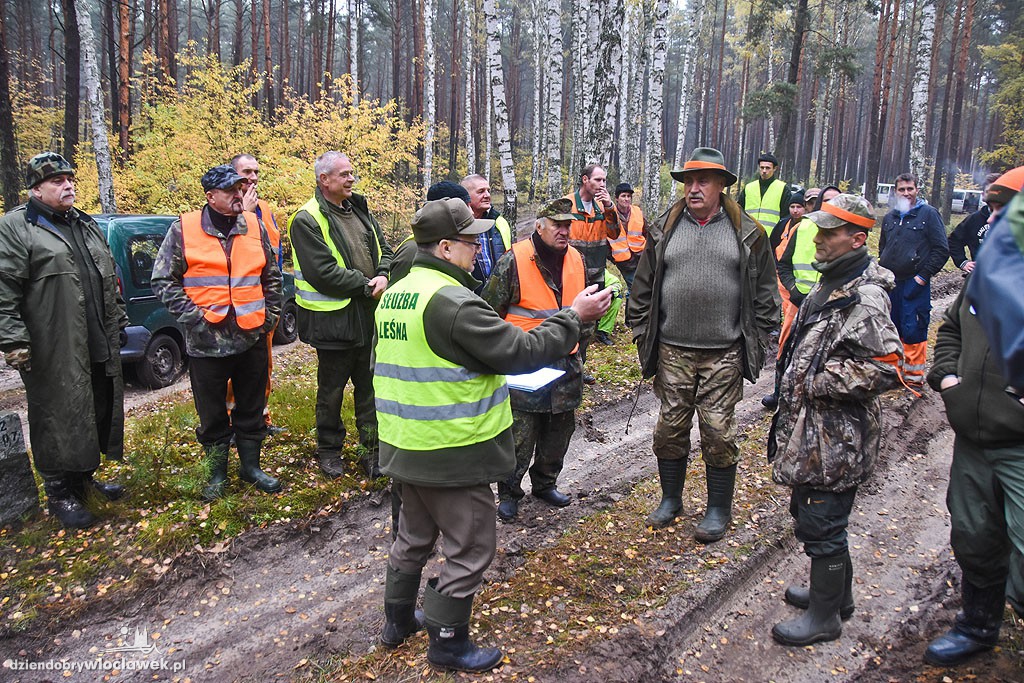 Liczenie dzików w lesie pod Włocławkiem