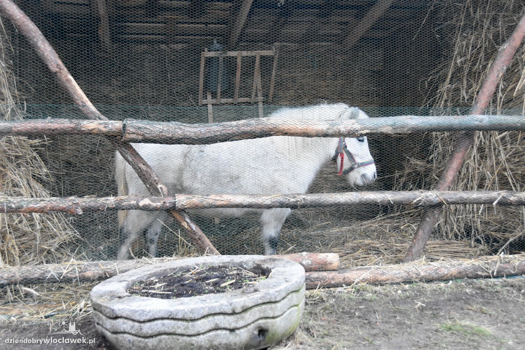 Żywa szopka w klasztorze