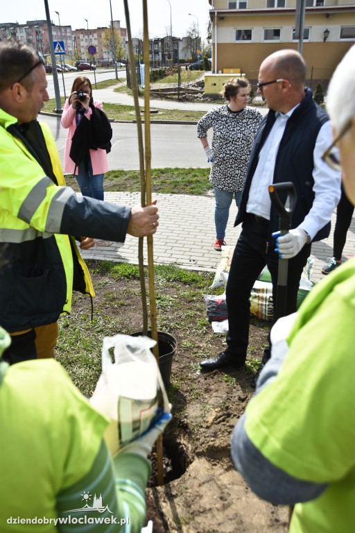 Posadzili drzewa i krzewy przy...