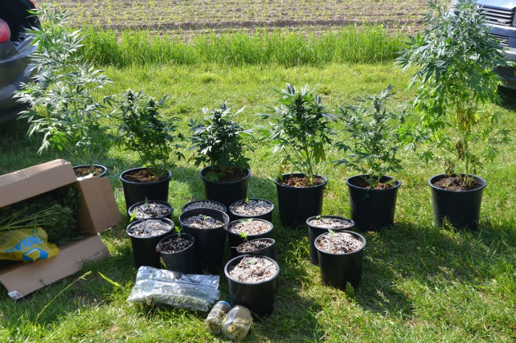 Zlikwidowali nielegalną plantację