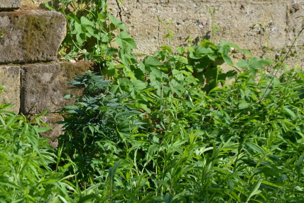 Zlikwidowali nielegalną plantację