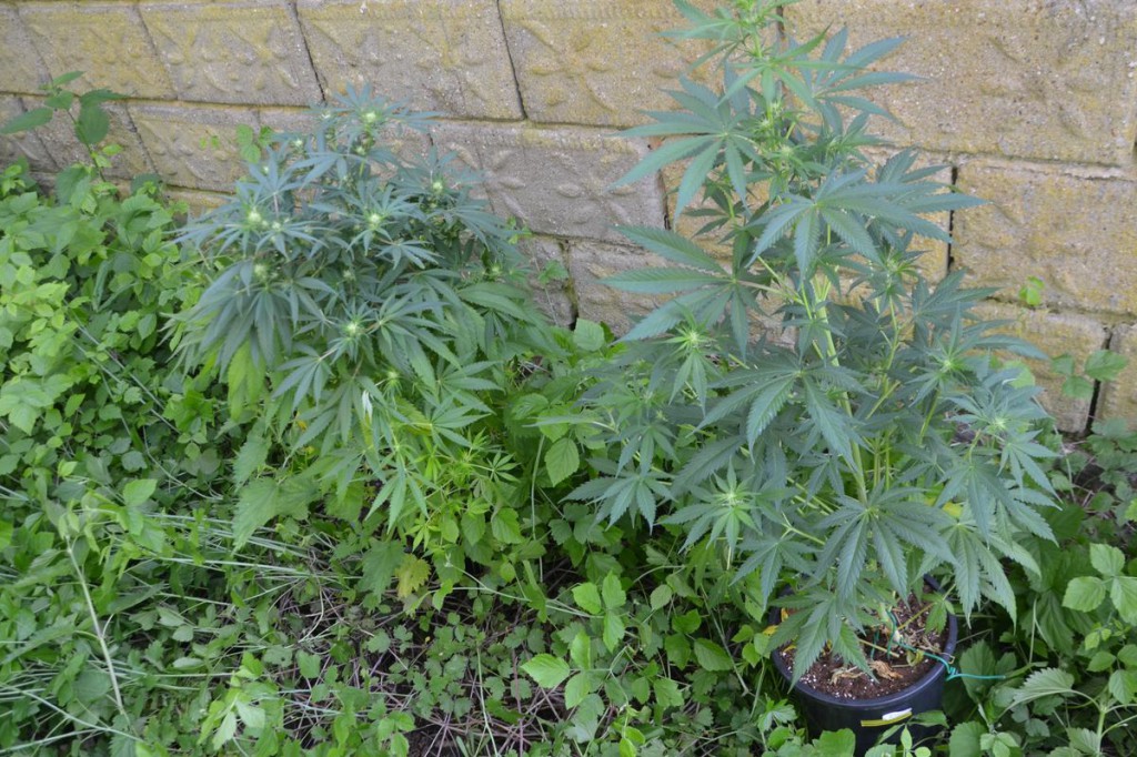 Zlikwidowali nielegalną plantację