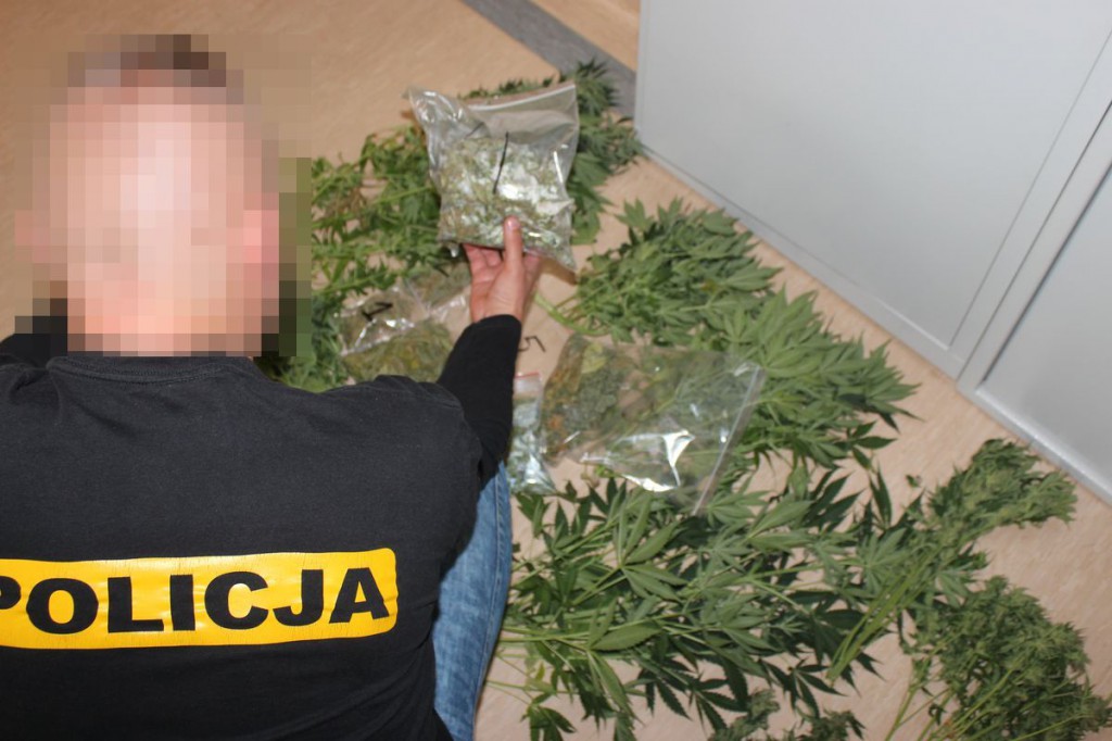 Zlikwidowali nielegalną plantację
