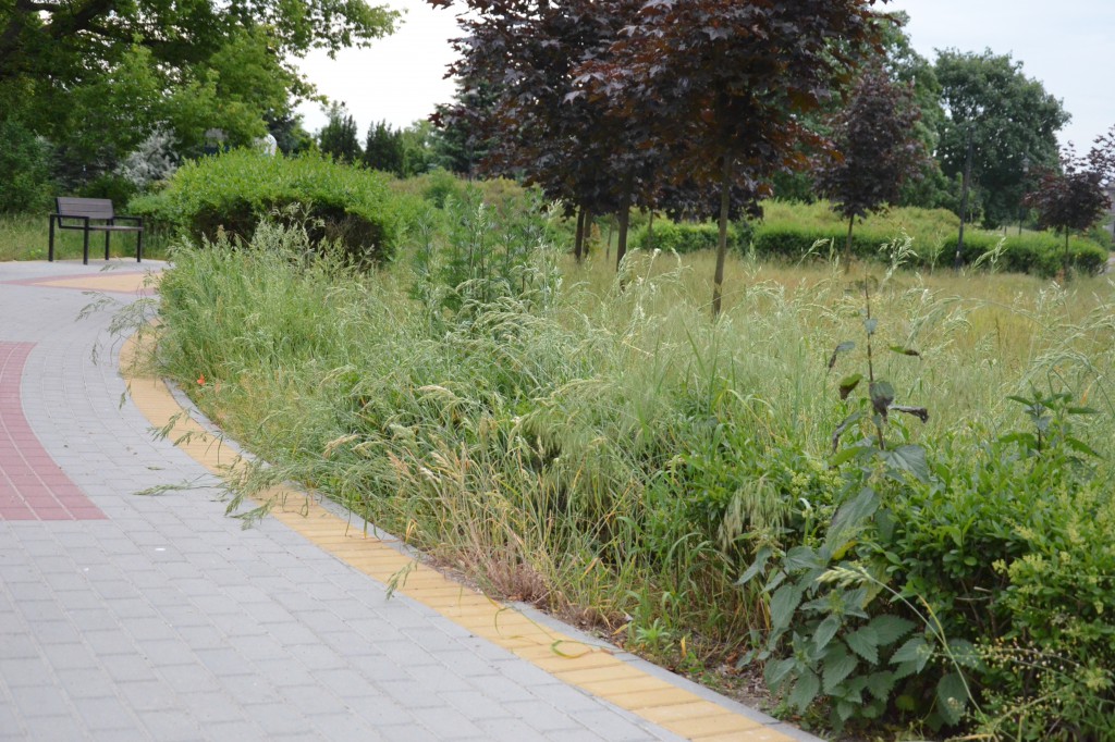Park Łokietka zapuszczony. Dlaczego?