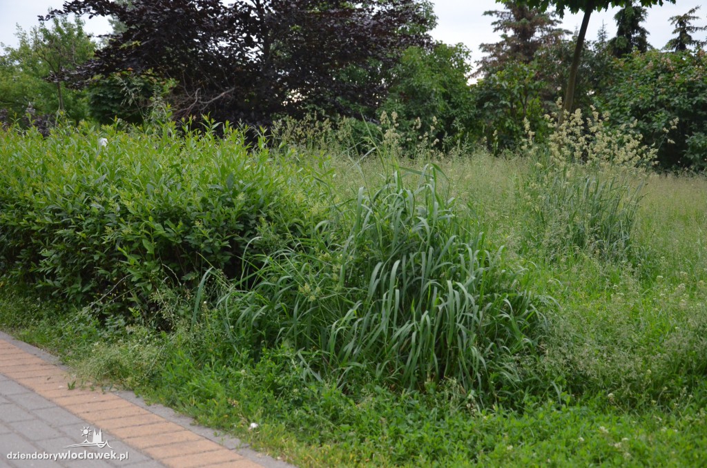 Park Łokietka zapuszczony. Dlaczego?