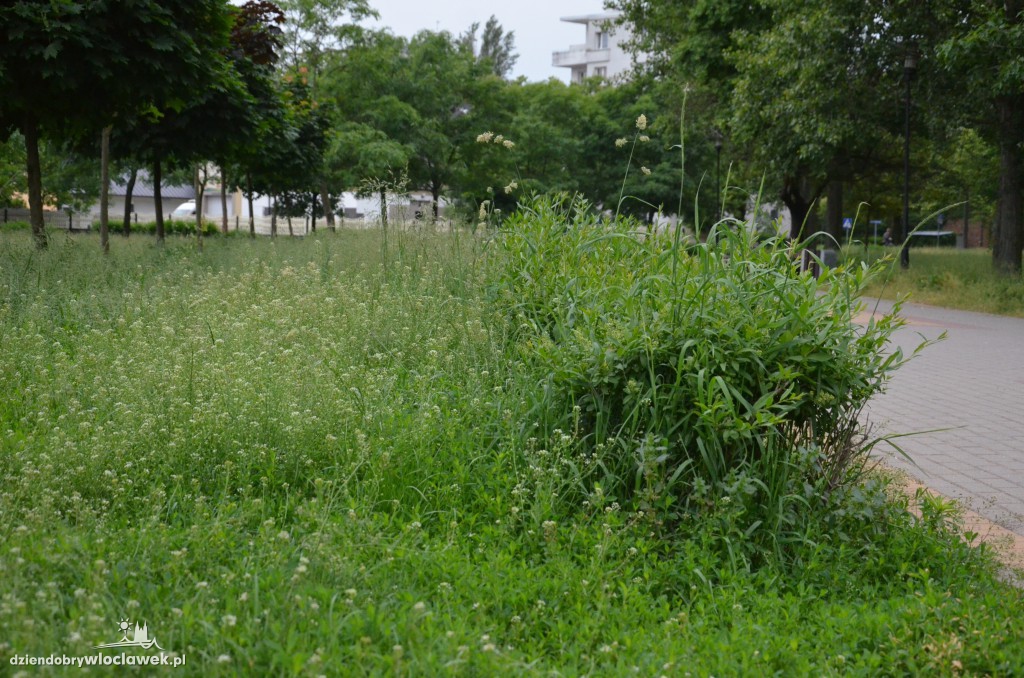 Park Łokietka zapuszczony. Dlaczego?
