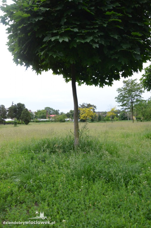 Park Łokietka zapuszczony. Dlaczego?