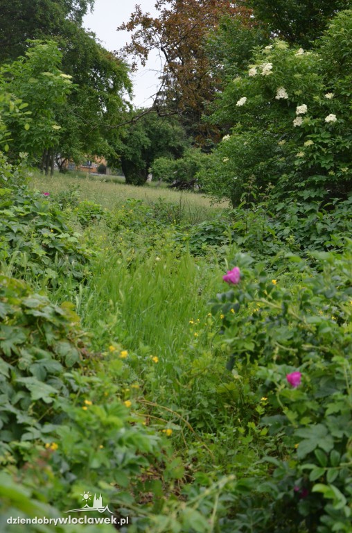 Park Łokietka zapuszczony. Dlaczego?