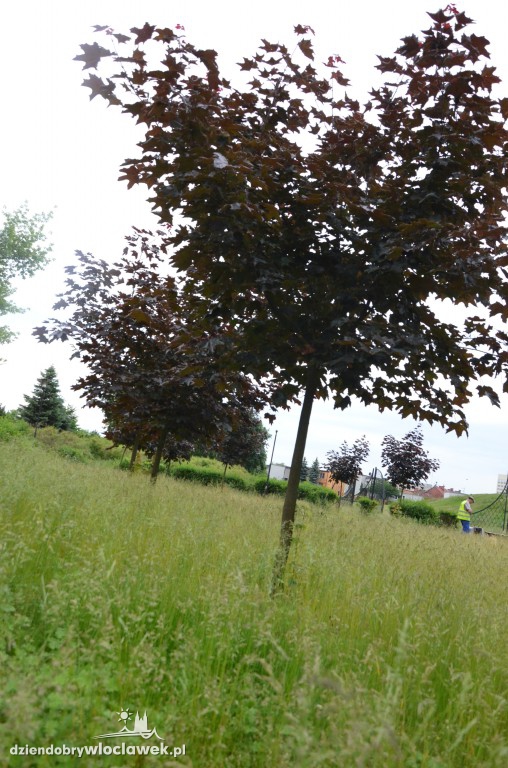 Park Łokietka zapuszczony. Dlaczego?