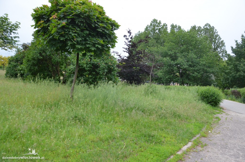 Park Łokietka zapuszczony. Dlaczego?