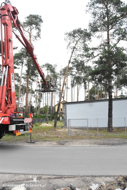 Drzewo prawie przewróciło się  na sklep