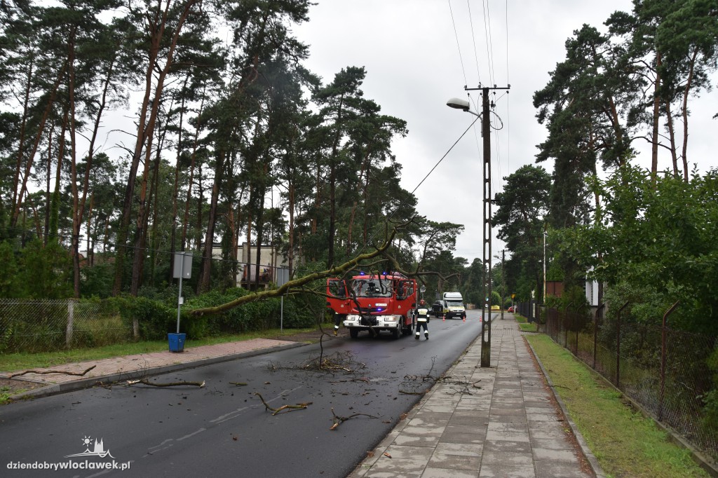 Sucha sosna zablokowała drogę