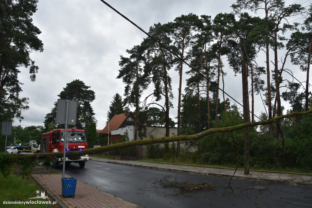 Sucha sosna zablokowała drogę